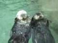 videos de Cute Otters