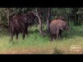 Drunk animals