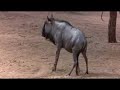 Drunk animals - Thumb #3