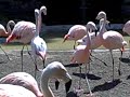 Flock of Flamingos that are SQUAKING