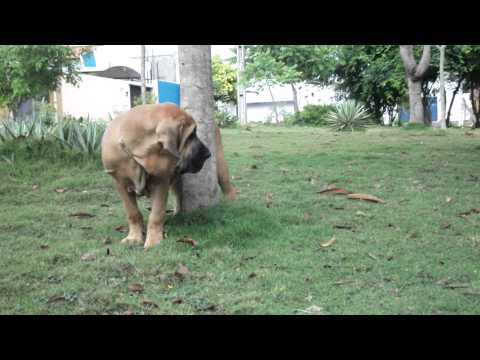 fila brasileiro