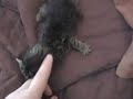Wandering kitty Wandering kitty