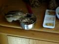 Sammy das Streifenhörnchen(Burunduk)