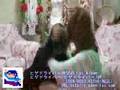 ヒゲドライバーKISS ME
