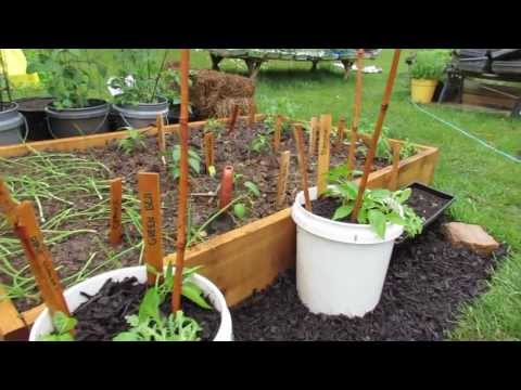 how to fertilize bell peppers