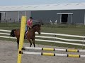 Hunter jumper: Monet - Han/TB gelding Hunter jumper: Monet - Han/TB gelding