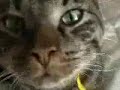Cat movie 1