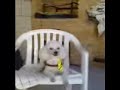 pedrinho cachorro filho da puta!