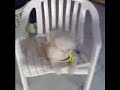 pedrinho cachorro filho da puta!