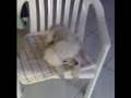 Pedrinho cachorro filho da puta!