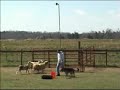 German Shepherd Sheep Herding Fun Day
