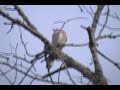 Tufted Titmouse