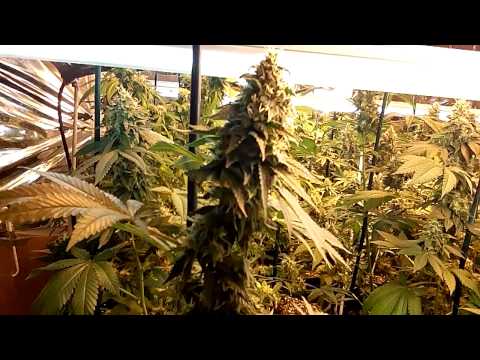how to grow huge buds