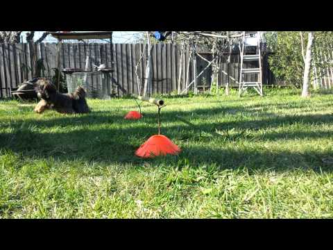 how to train lhasa apso puppies