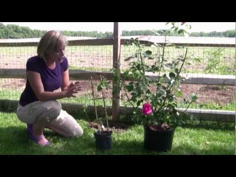 how to care clematis