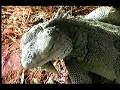Aruba . De Iguana (Leguaan)