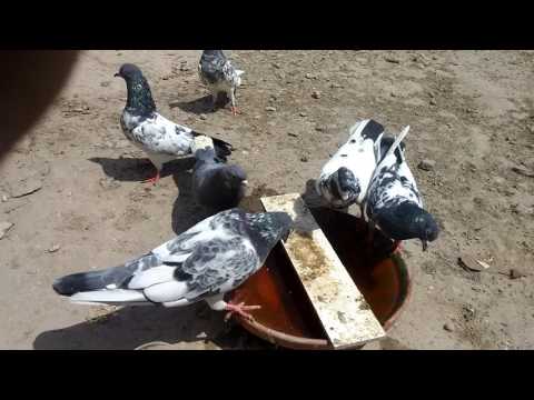 How to make Energy drink to increasing flying rate for pigeoins - kabooter - Part two by Raja Bhai