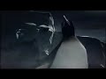 Guinness: Penguins