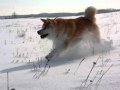 2010-03-09 | ASAMARU GO TOUSEIEN ~> ASAMARU GO TOUSEIEN, Akita Inu ... "ASAMARU GO TOUSEIEN" "Akita Asamaru" "Akita Inu Asamaru" ... (<span>1:)