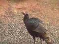 Wild Turkey at the birdfeeder