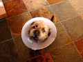 Jack the Border Terrier Singing Part 2