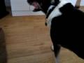 Bowser Panting so Hard After Walking