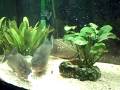 videos de pirañas comiendo