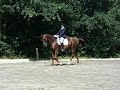Dressage M-class in Neu-Isenburg