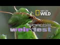 World's Weirdest - Larva Removed from a Girl's Scalp