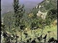 Hawkwatch, Peregrine Buzzing the Blind, Manzano Mtns, 1997 Hawkwatch, Peregrine Buzzing the Blind, Manzano Mtns, 1997