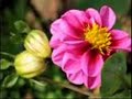 su florcita   agrupacion marilyn
