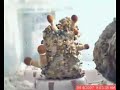 A better B+ time lapse