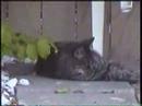 Something in the yard