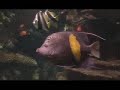 Ripleys Aquarium-Rainbow Reef Ripleys Aquarium-Rainbow Reef