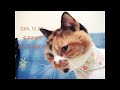 How do I live without you~?! 喵布&喵兜~