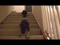 Dorland GSD Puppies Going Downstairs 2