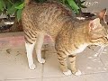The Stray Cats of Bahrain 13 - Tabi's Back