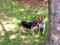 Beagles Interrogating Terrorist Squirrel Beagles Interrogating Terrorist Squirrel