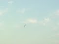 TARWAR AIrlines  P 51 miss america brushless