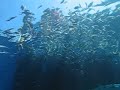 Видеоновость Как акула видит туристов в Шарм Эль Шейхе на кормлении рыбок, а потом резко нападает и все разгрызает.