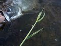 Kayak fishing SW Florida Tarpon Kayak fishing SW Florida Tarpon