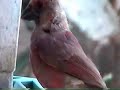 baby cardinal baby cardinal