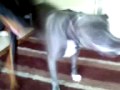 doggys kill the boing boing