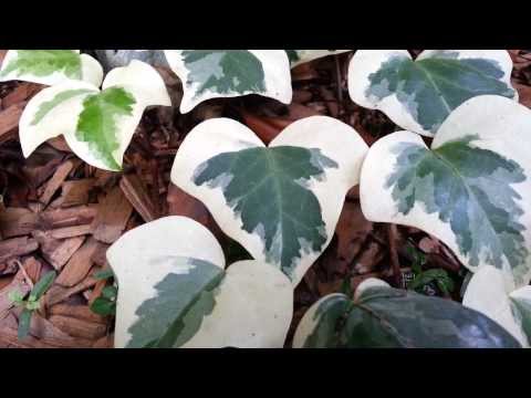 how to transplant gymea lily