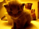 Cute Kitty Miyu