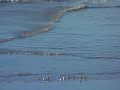 Royan France Pontaillac Sea birds Royan France Pontaillac Sea birds