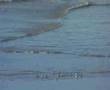 Royan France Pontaillac Sea birds