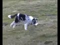 border collie running on a frosty morning