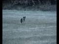 border collie running on a frosty morning
