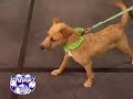 Happy Tails Dog and Cat Mixing Pt 1 Happy Tails Dog and Cat Mixing Pt 1